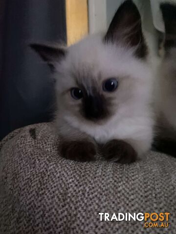 Purebred ragdoll kitten