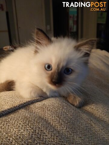 Purebred ragdoll kitten