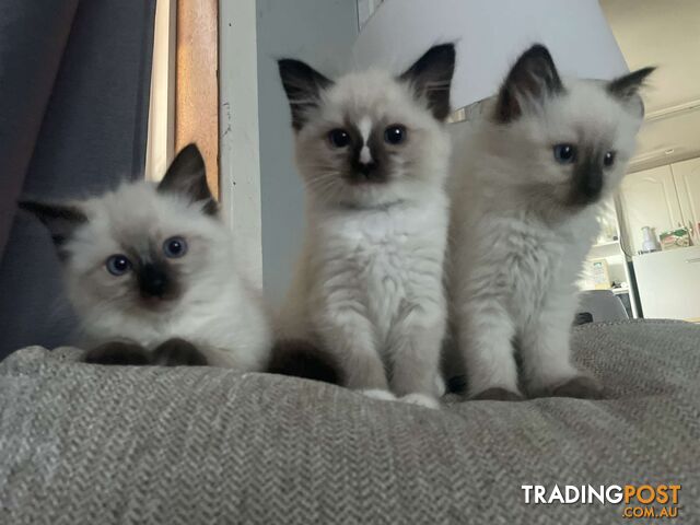 Purebred ragdoll kitten