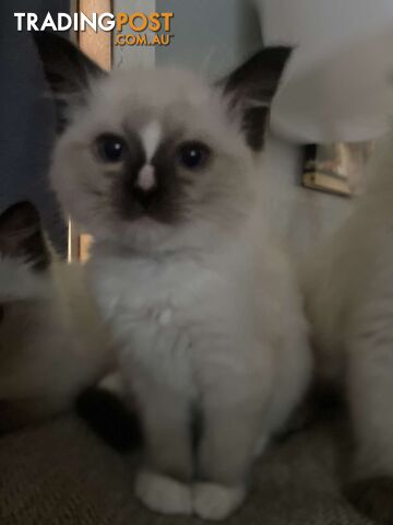 Purebred ragdoll kitten