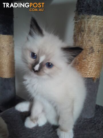 Purebred ragdoll kitten