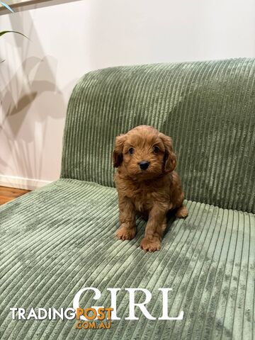 Gorgeous Cavoodle puppies