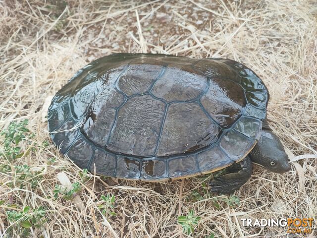 Giant female short neck turtle - ready to breed!