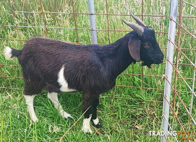 Young, healthy, quiet male goat - complete.