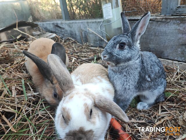 Rabbits - various rabbit bunnies.