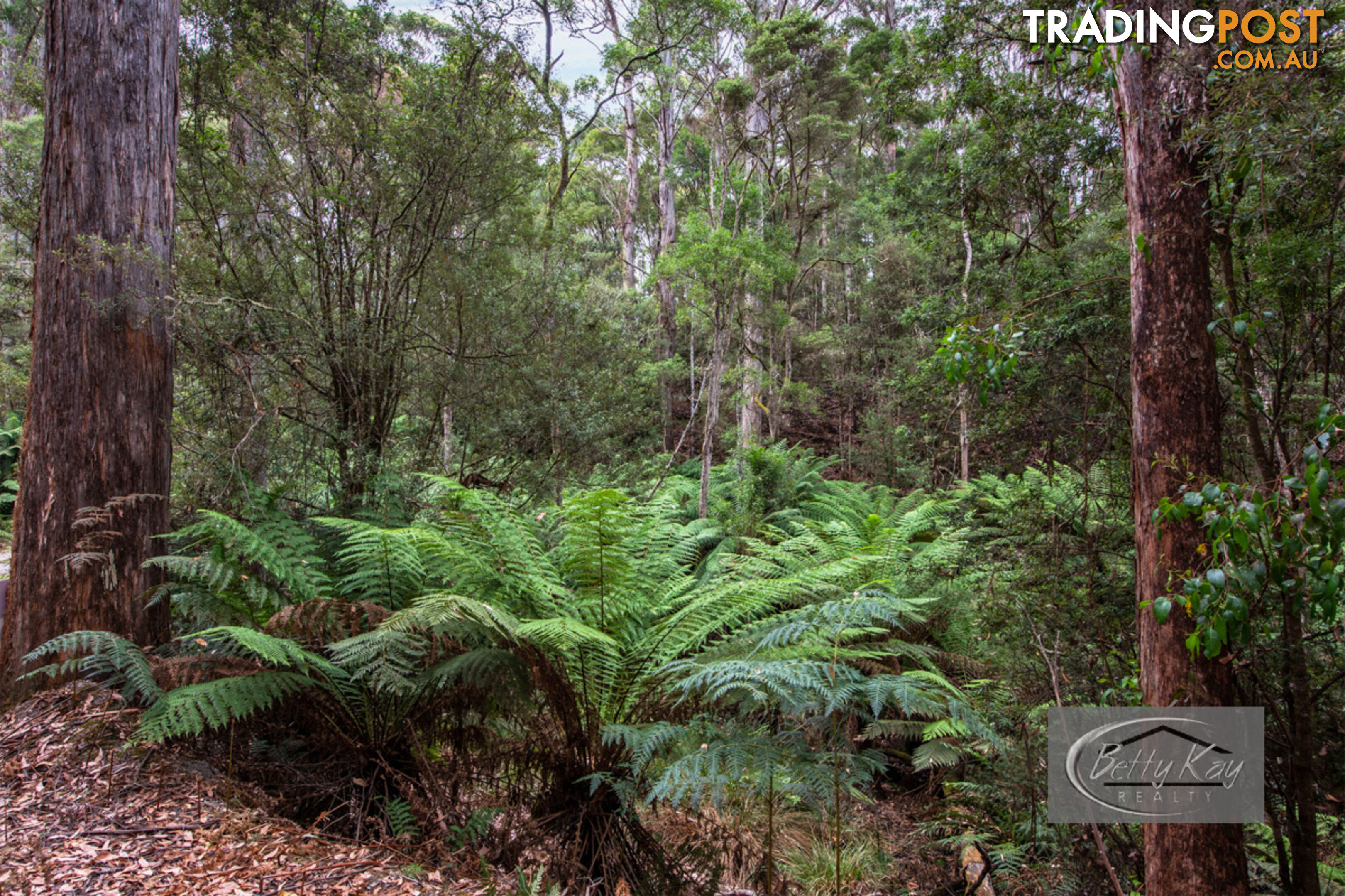 Lot Ringle Doddy Road SOUTH FOREST TAS 7330