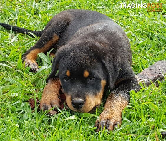 Bob Tailed Rottweiler Puppies