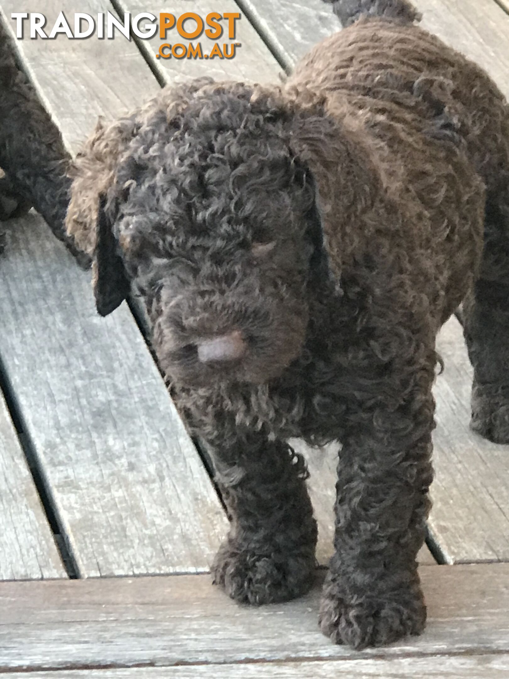 Murray River / Curly Coated Retriever X Poodle Puppies.