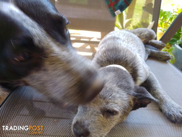 Blue & Red Heelers