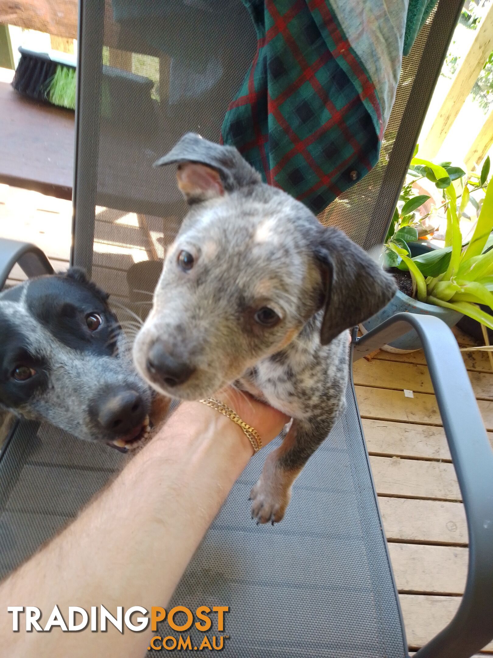 Blue & Red Heelers