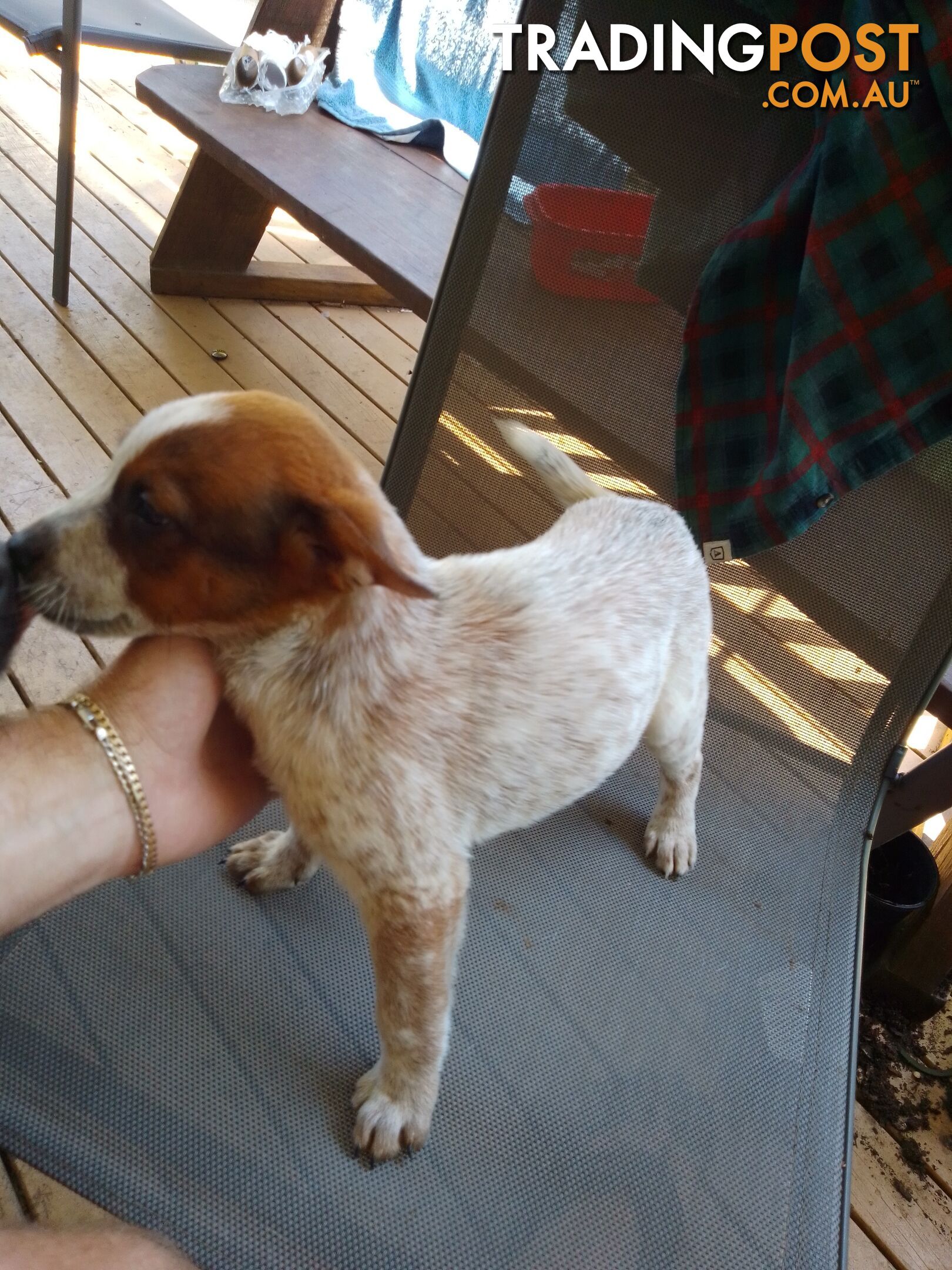 Blue & Red Heelers