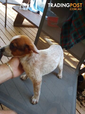 Blue & Red Heelers