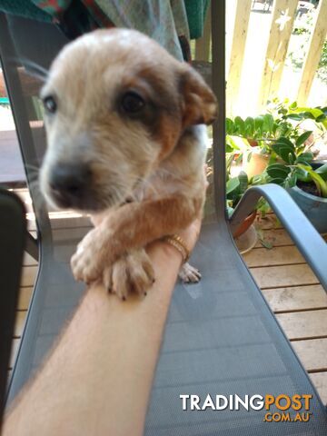 Blue & Red Heelers