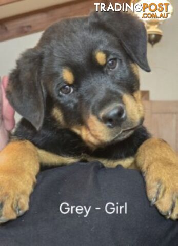 Purebred German Rottweiler Puppies