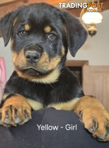 Purebred German Rottweiler Puppies