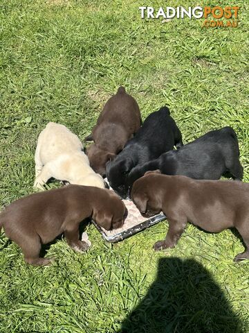 Pure bred Labrador Pups