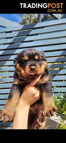 Purebred German Rottweiler Puppies( quality Rottweiler)