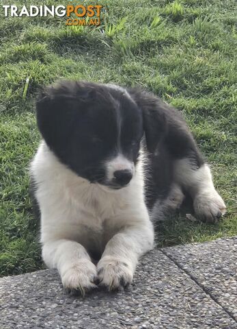 Border Collie Puppies