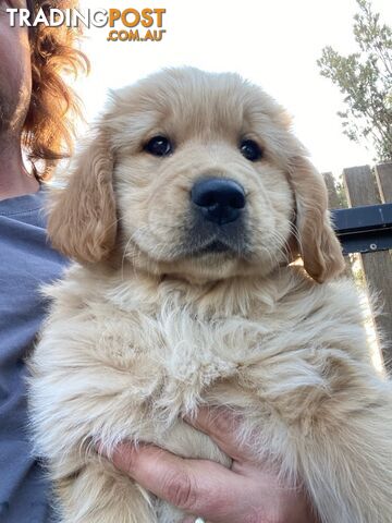 Pure golden retriever puppies