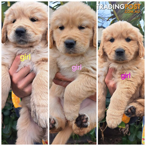 Pure golden retriever puppies