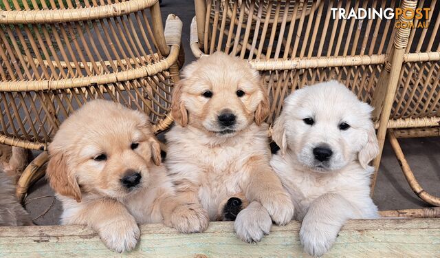 Pure golden retriever puppies