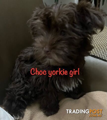 Exotic  choc and choc Merle  Yorkshire terrier