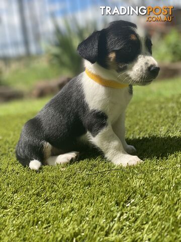 Jack Russell Kelpie cross