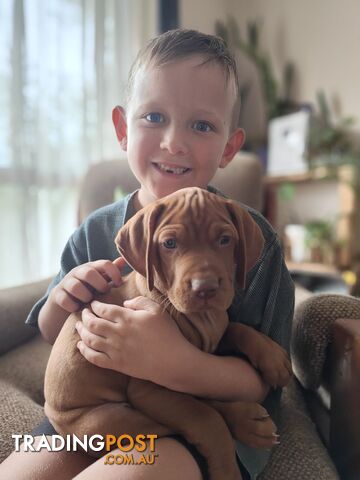 Hungarian Vizslas Ready to Go