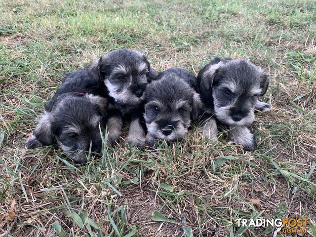 Trading post store dogs for sale