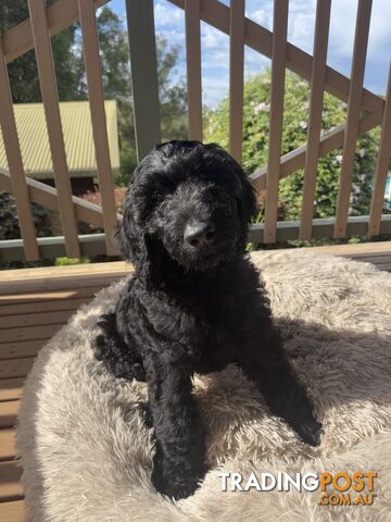 Standerd Groode Standard groodle puppies