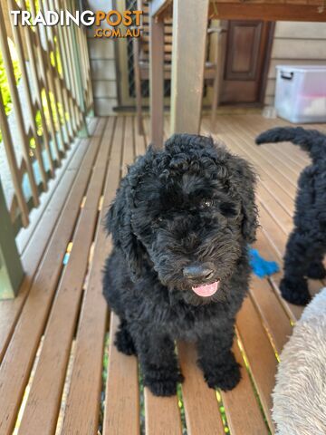 Standerd Groode Standard groodle puppies