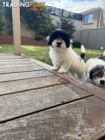 1 male Maltese x shihtzu - photo 4 of 15