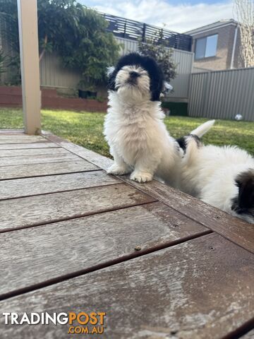 1 male Maltese x shihtzu - photo 5 of 15