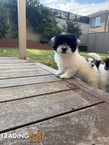 1 male Maltese x shihtzu - photo 3 of 15