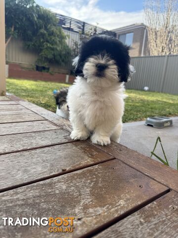 1 male Maltese x shihtzu - photo 2 of 15