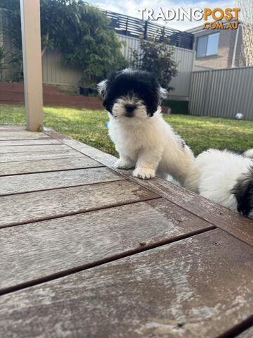 1 male Maltese x shihtzu