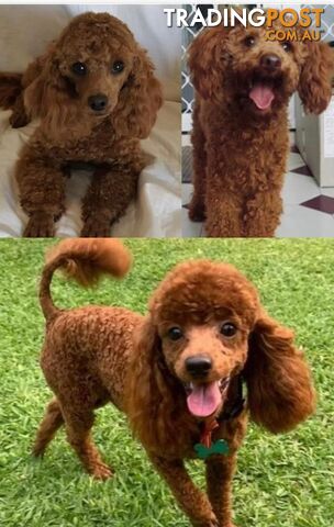 THREE EXCELLENT STUD TOY POODLES EXPERIENCED DNA CLEAR.  Many stunning litters