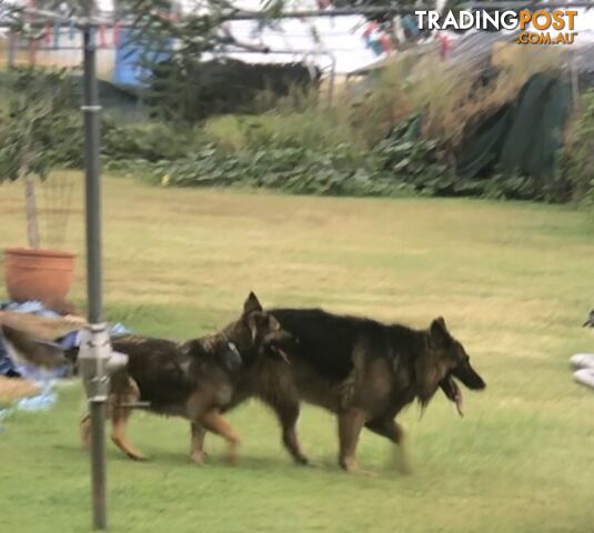 German Shepherd x Belgian Shepherd Pups