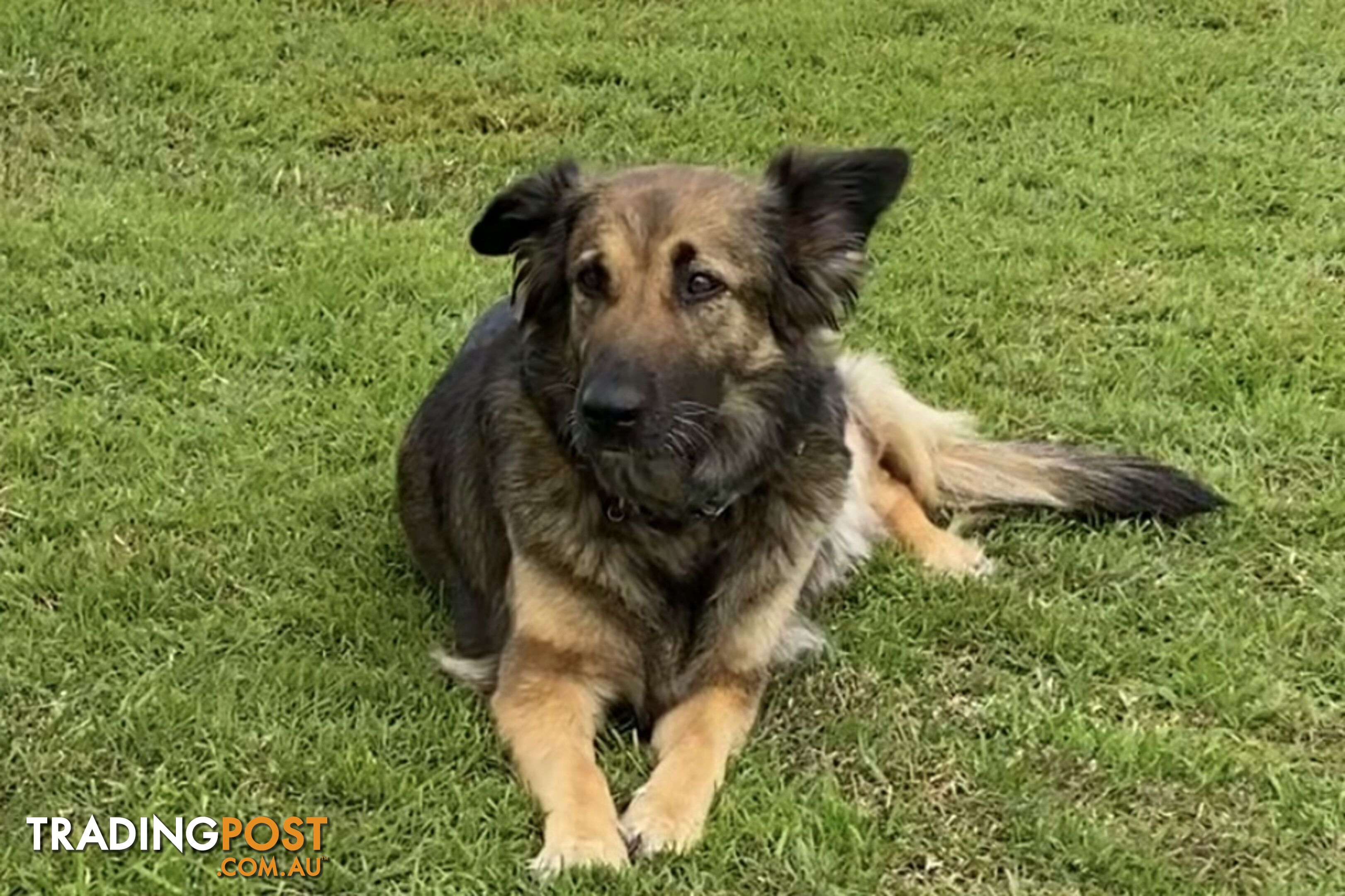 German Shepherd x Belgian Shepherd Pups