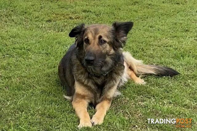 German Shepherd x Belgian Shepherd Pups