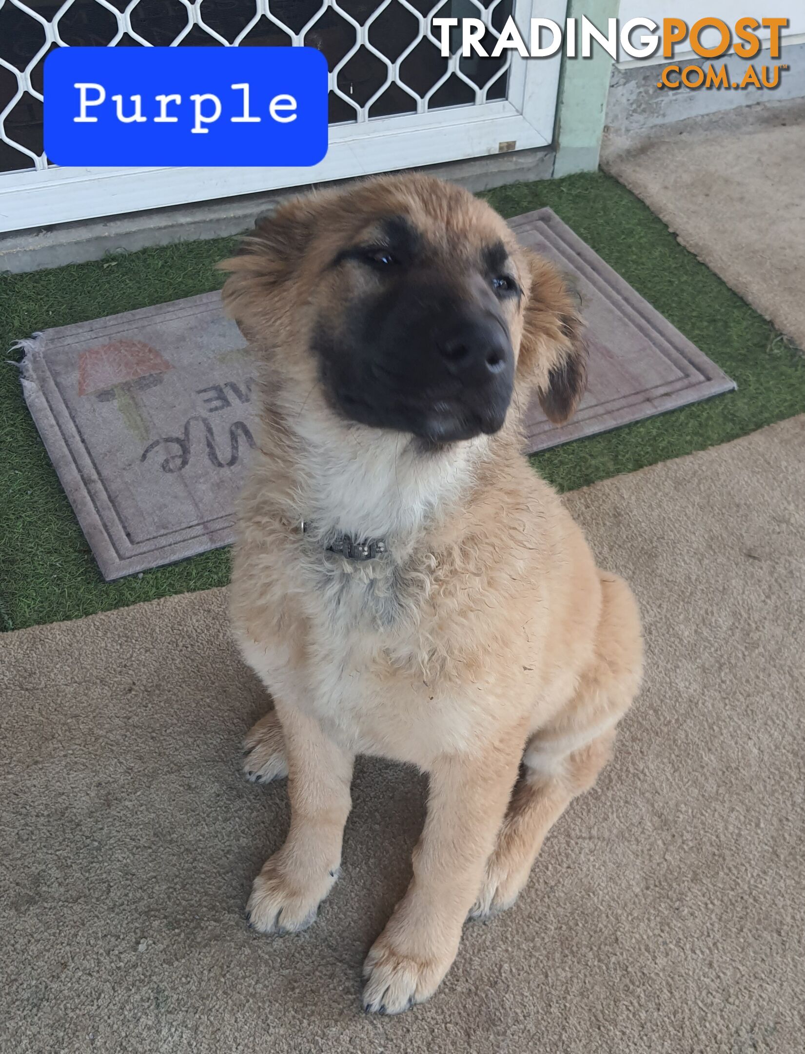 German Shepherd x Belgian Shepherd Pups