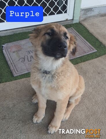 German Shepherd x Belgian Shepherd Pups