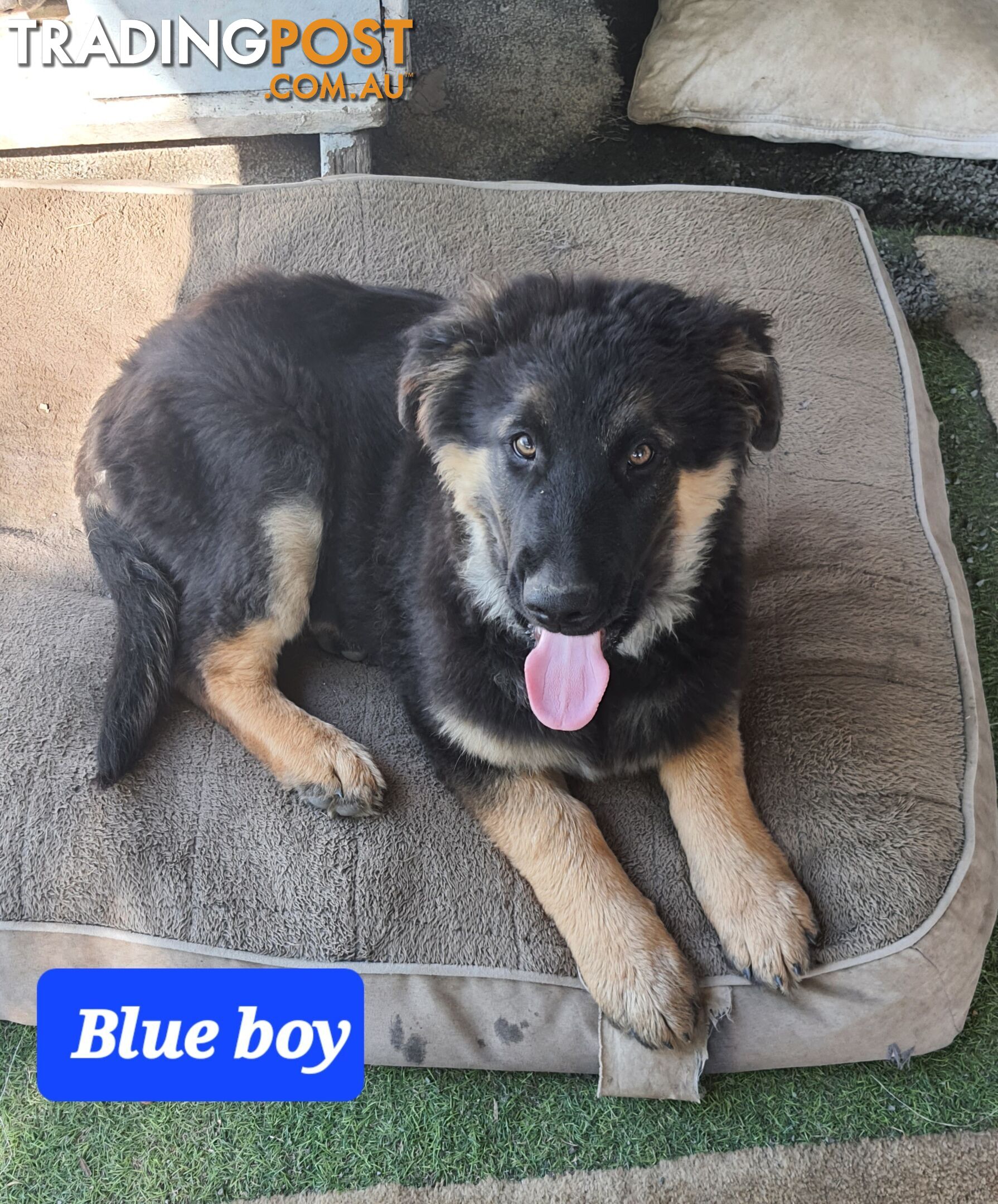 German Shepherd x Belgian Shepherd Pups