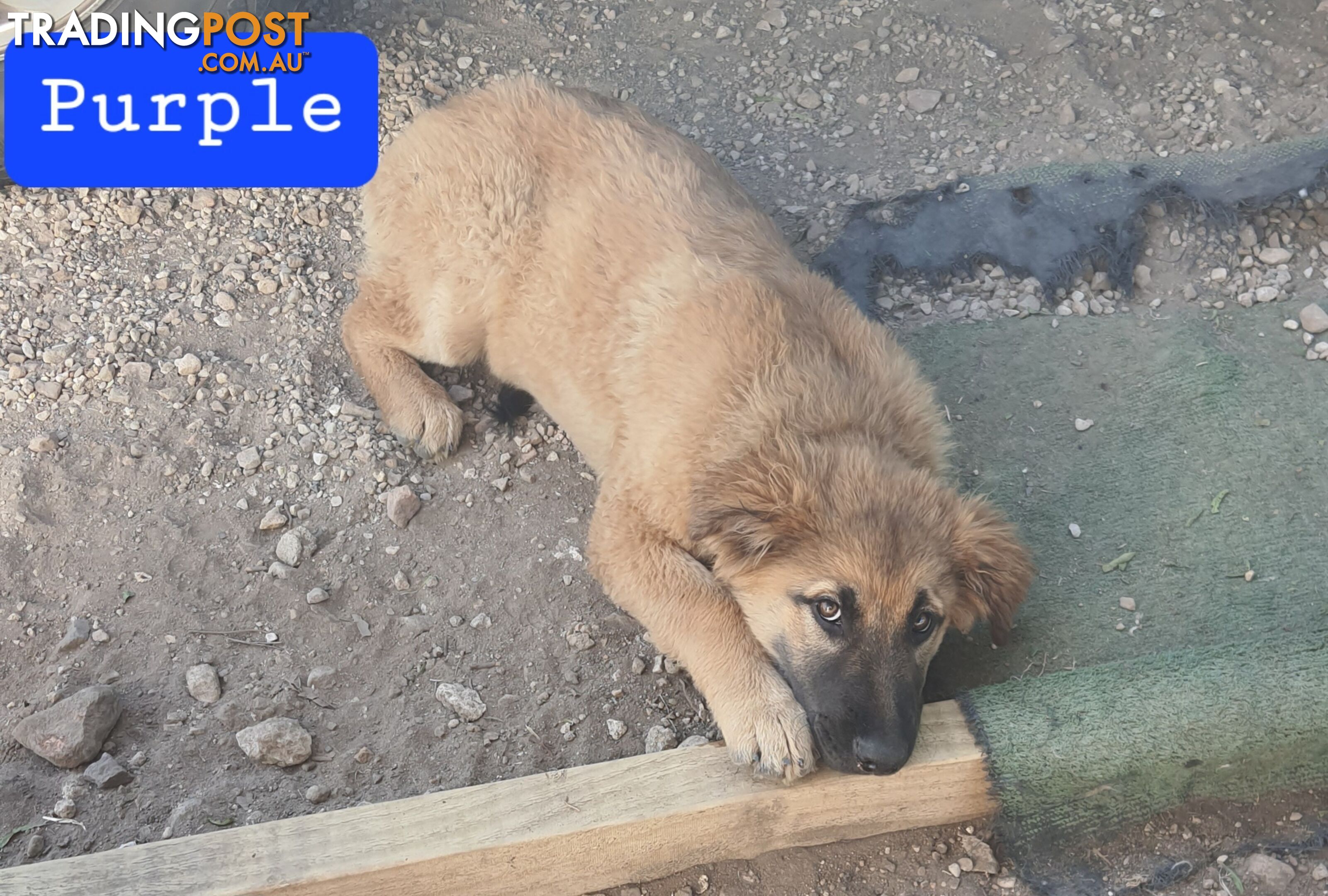 German Shepherd x Belgian Shepherd Pups