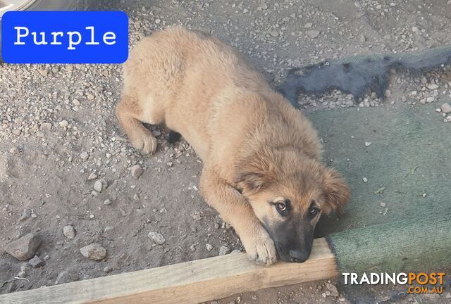 German Shepherd x Belgian Shepherd Pups