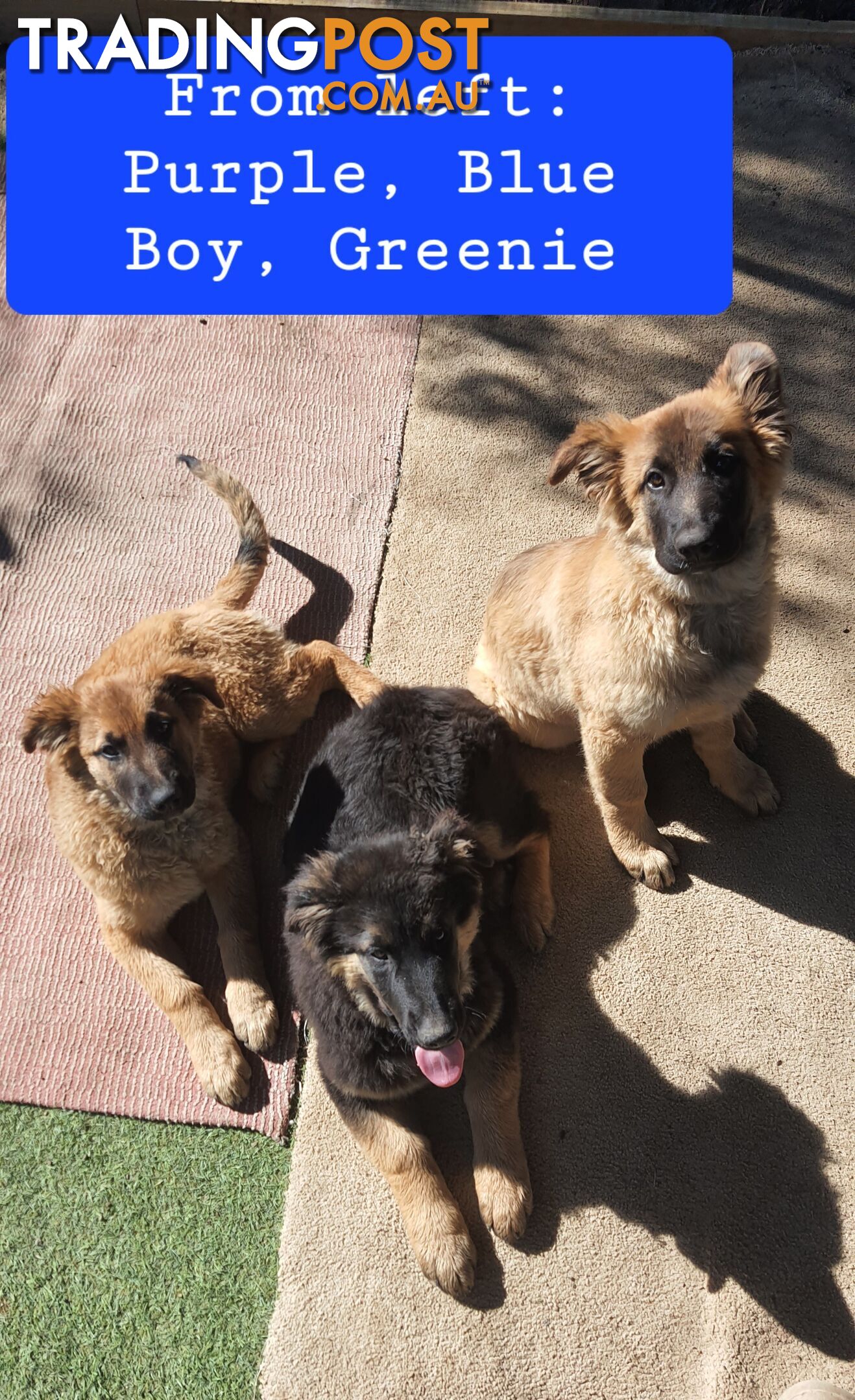 German Shepherd x Belgian Shepherd Pups