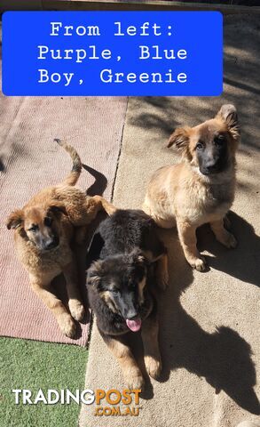 German Shepherd x Belgian Shepherd Pups