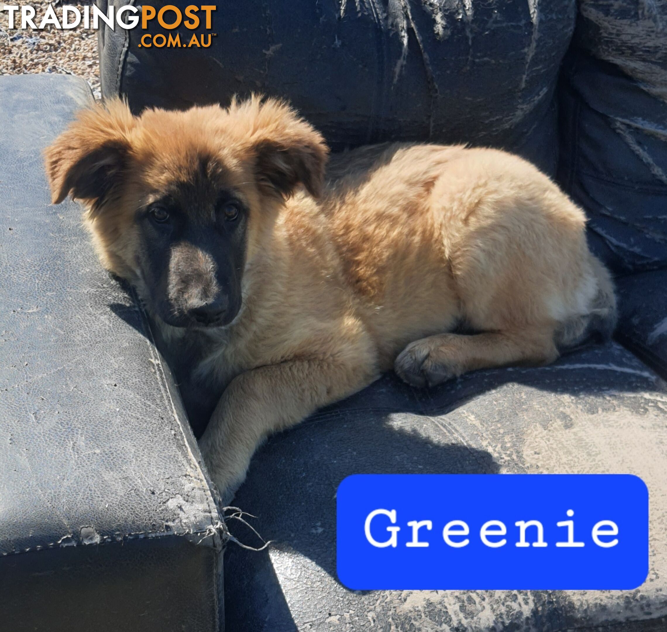 German Shepherd x Belgian Shepherd Pups