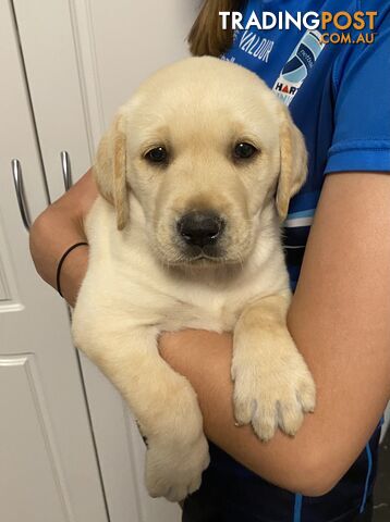 Labrador puppies