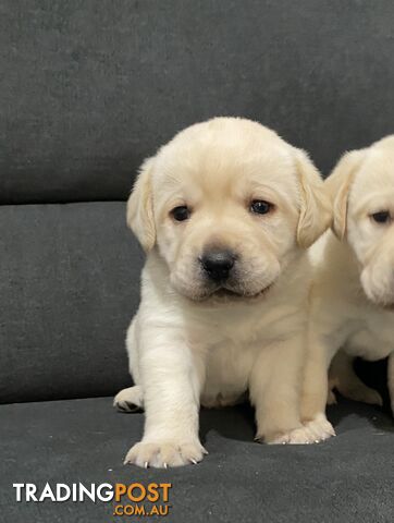 Labrador puppies